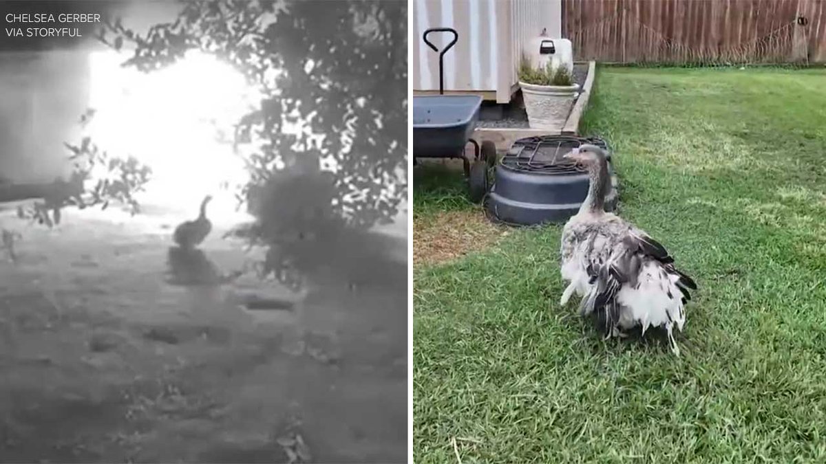 KHOU's tweet photo. Not all heroes wear capes. Some have webbed feet and a long neck.🪿 

Meet "Goosey," the Fort Bend County family’s hero who alerted them to a middle-of-the-night fire -- and may have helped prevent a much bigger disaster.  https://t.co/5yGZuqcItI https://t.co/CF7SVlv1td