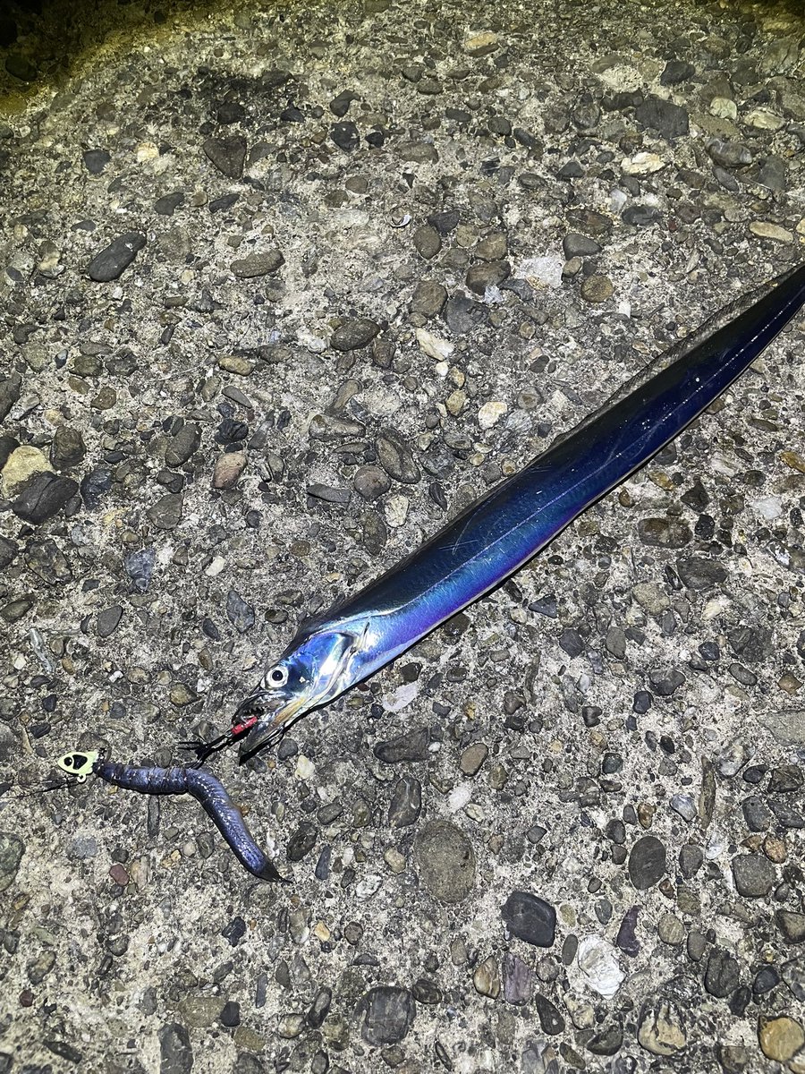 ueue2222's tweet photo. 今シーズン初タチウオ
情報ないポイントでしたがちゃんと居てました🐉 https://t.co/bYsF3jw8iE