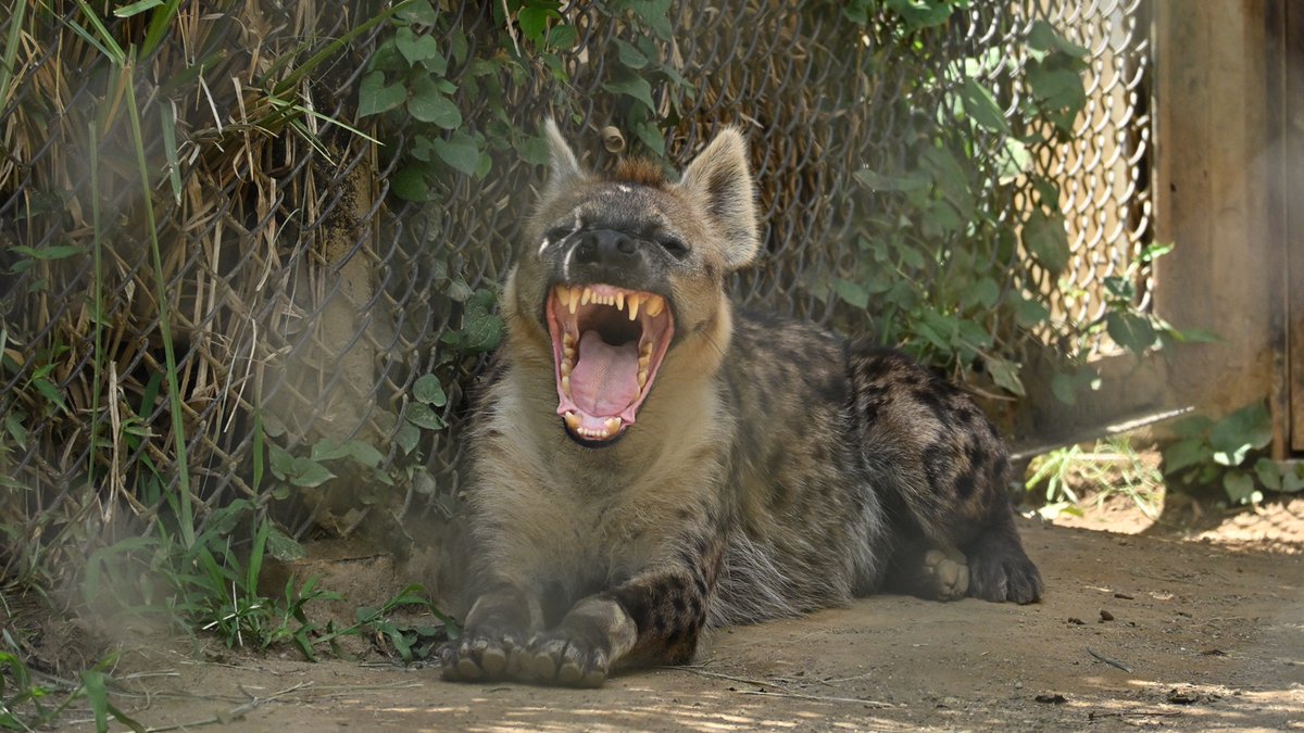 BuchiinuZoo's tweet photo. 今日のトーフ
何も変わっていなくて可愛いです
#ブチハイエナ #トーフ #千葉市動物公園 https://t.co/jfx0OkQHo4