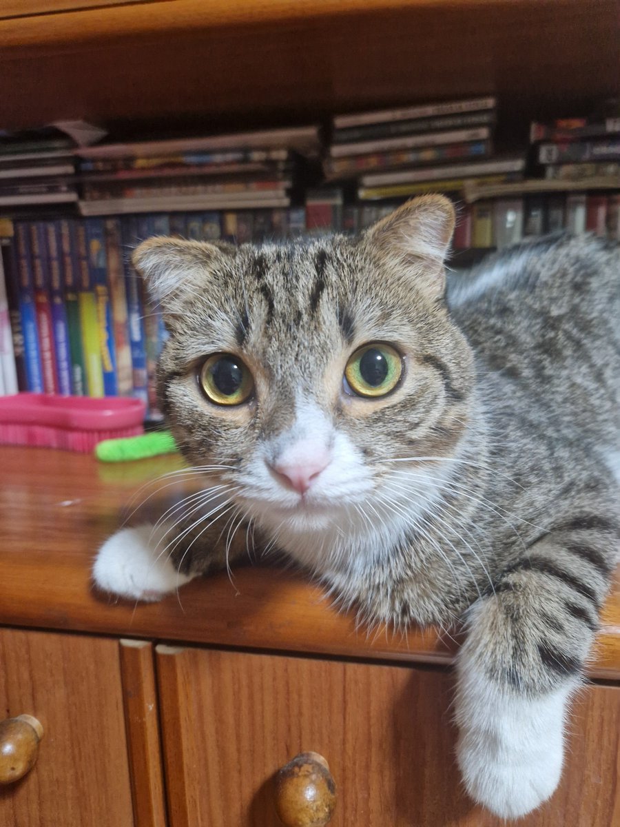 P43799Polo's tweet photo. Feliz dia del gatetee!! #InternationalCatDay #love #CatsLover https://t.co/sUe9mv6PFb