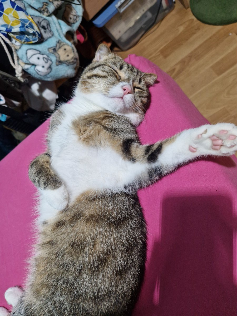 P43799Polo's tweet photo. Feliz dia del gatetee!! #InternationalCatDay #love #CatsLover https://t.co/sUe9mv6PFb