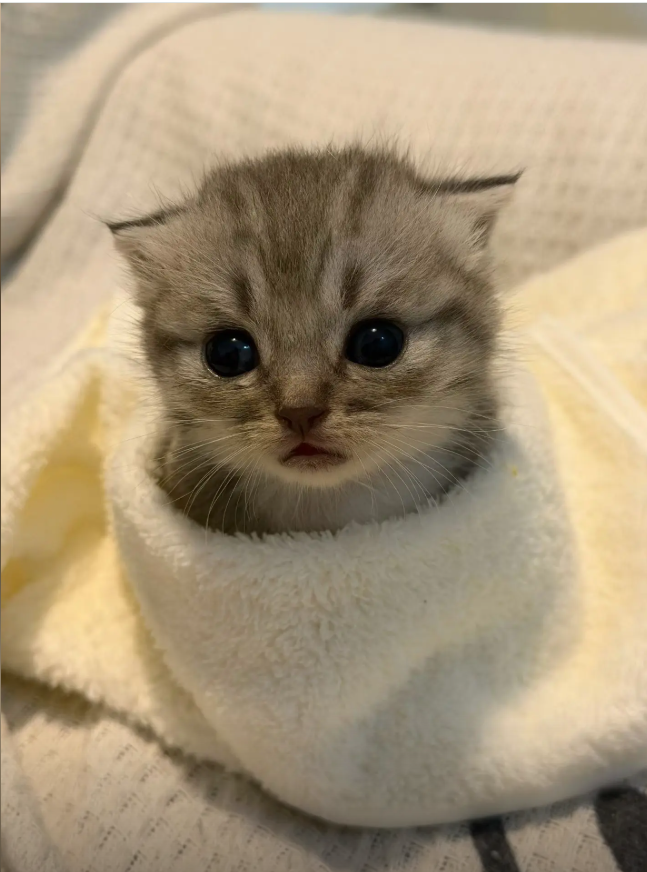 culKitten's tweet photo. 还是被窝里面暖和 https://t.co/jkhYgU8HBj