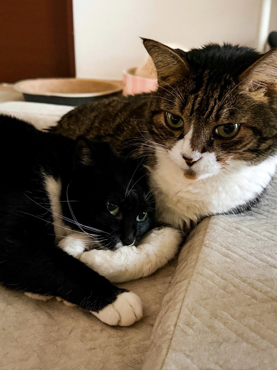 soraaobauniyoru's tweet photo. 今日は世界猫の日です。
猫たちが幸せでありますように https://t.co/IRFVbgUXSu