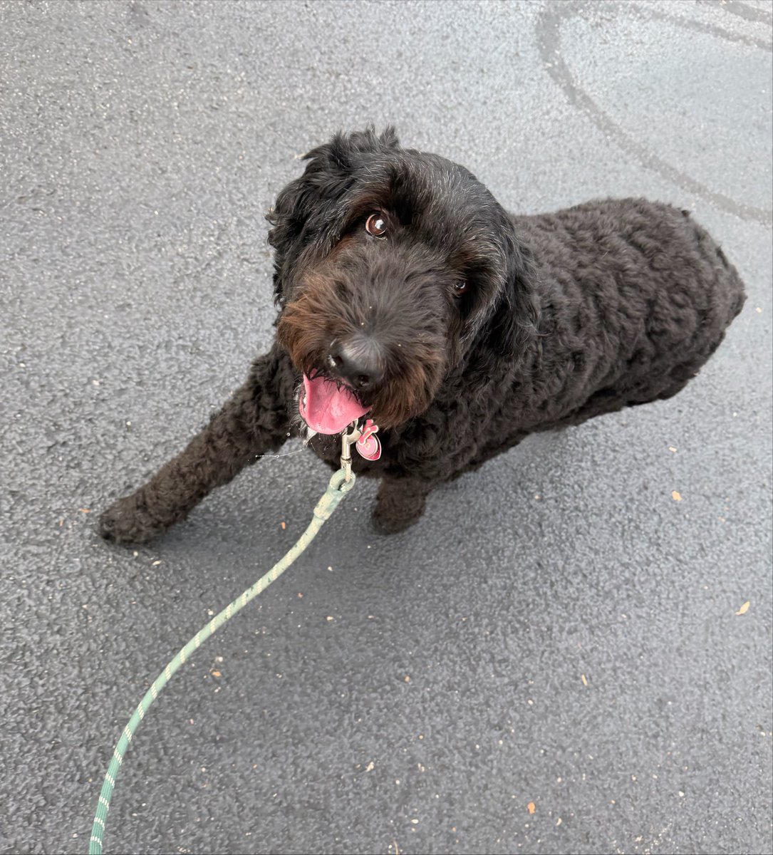 MarkNagi's tweet photo. Morning walk with the best dog in the world… #FreeBailey https://t.co/Rdov3pCboA