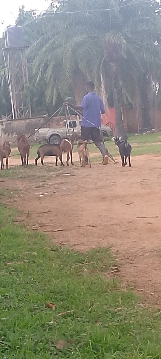 therealcity101's tweet photo. My next hustle if X doesn't work out.
#farmer #Goats #FelixKunah https://t.co/aAt4lnE4So