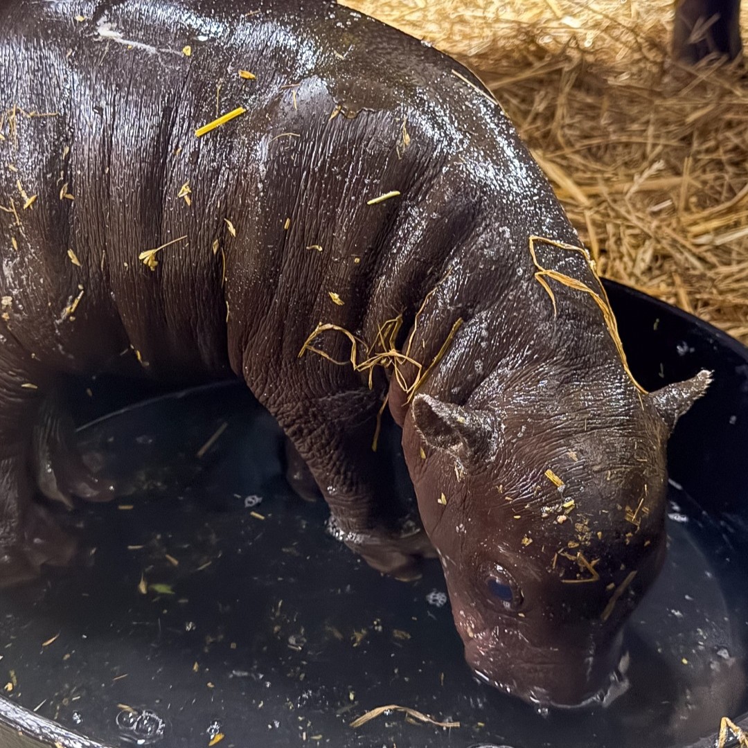 TheTorontoZoo's tweet photo. Your Saturday morning serotonin 🍼🦛

Please note the pygmy hippo calf is not currently viewable as she enjoys important bonding time with mom, Kindia, behind the scenes in their Little Hippo Hollow 💛 #TZTinyTank https://t.co/dTef9ESUTt