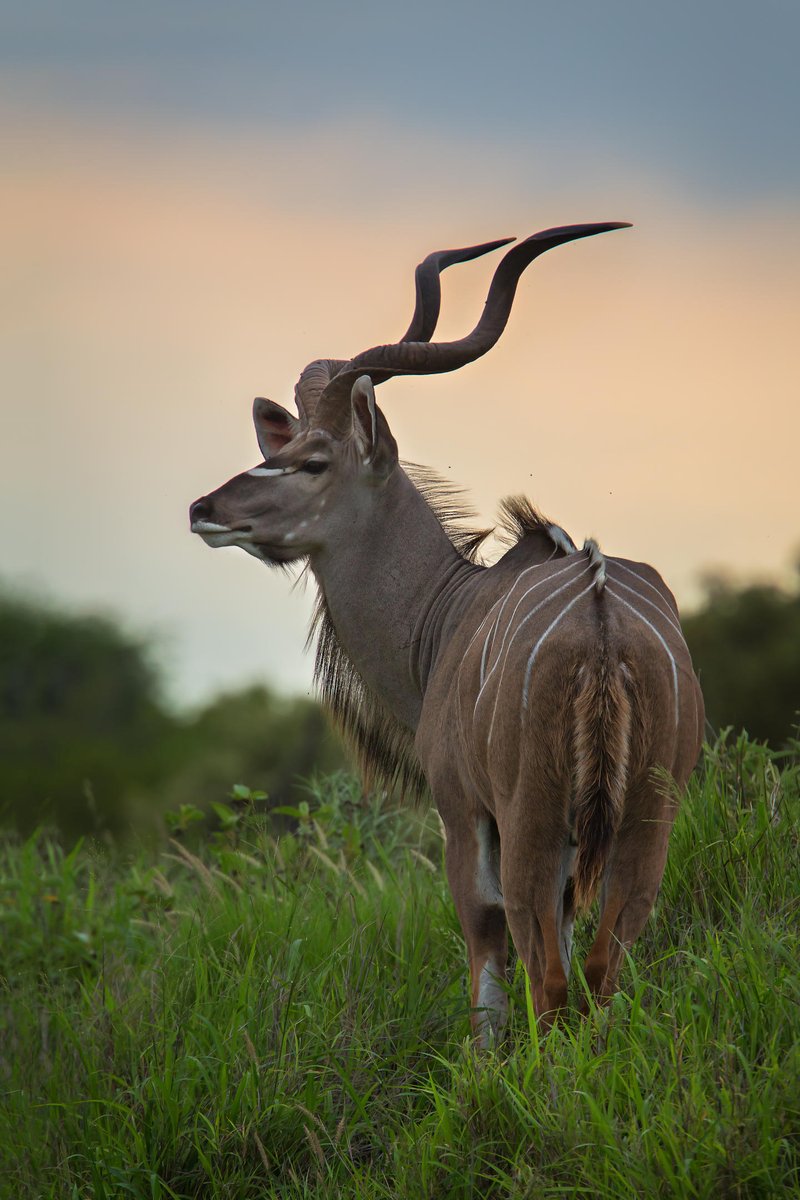 AnAfricanSafari's tweet photo. Grace. Elegance. Africa.

The greater kudu is one of Africa's most iconic antelope—and always a remarkable safari sighting.

#AfricanSafariGroup #GreaterKudu https://t.co/ISUaUYO97w