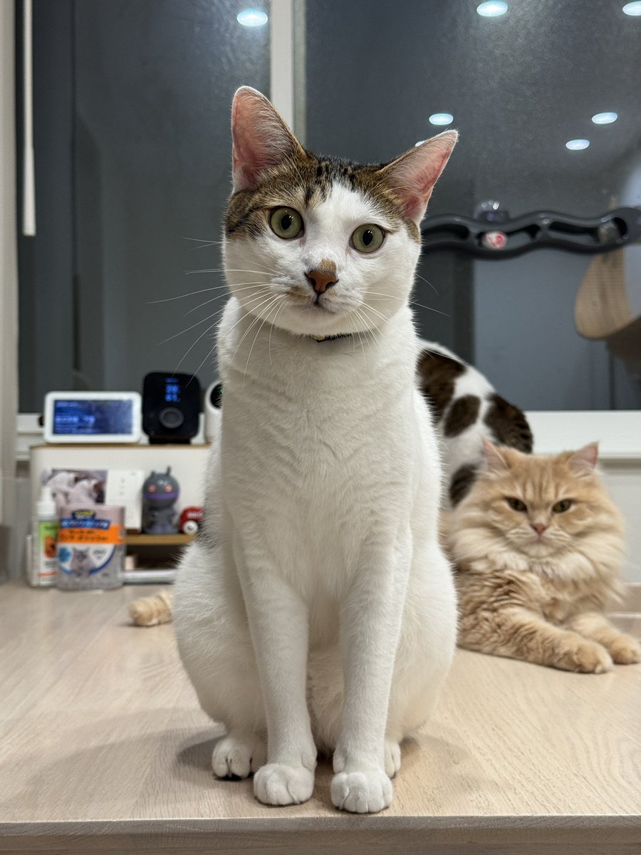 matsutake_cat's tweet photo. いっしょにあそぼ？って顔をしてくる おでん https://t.co/WJd87fMn6J
