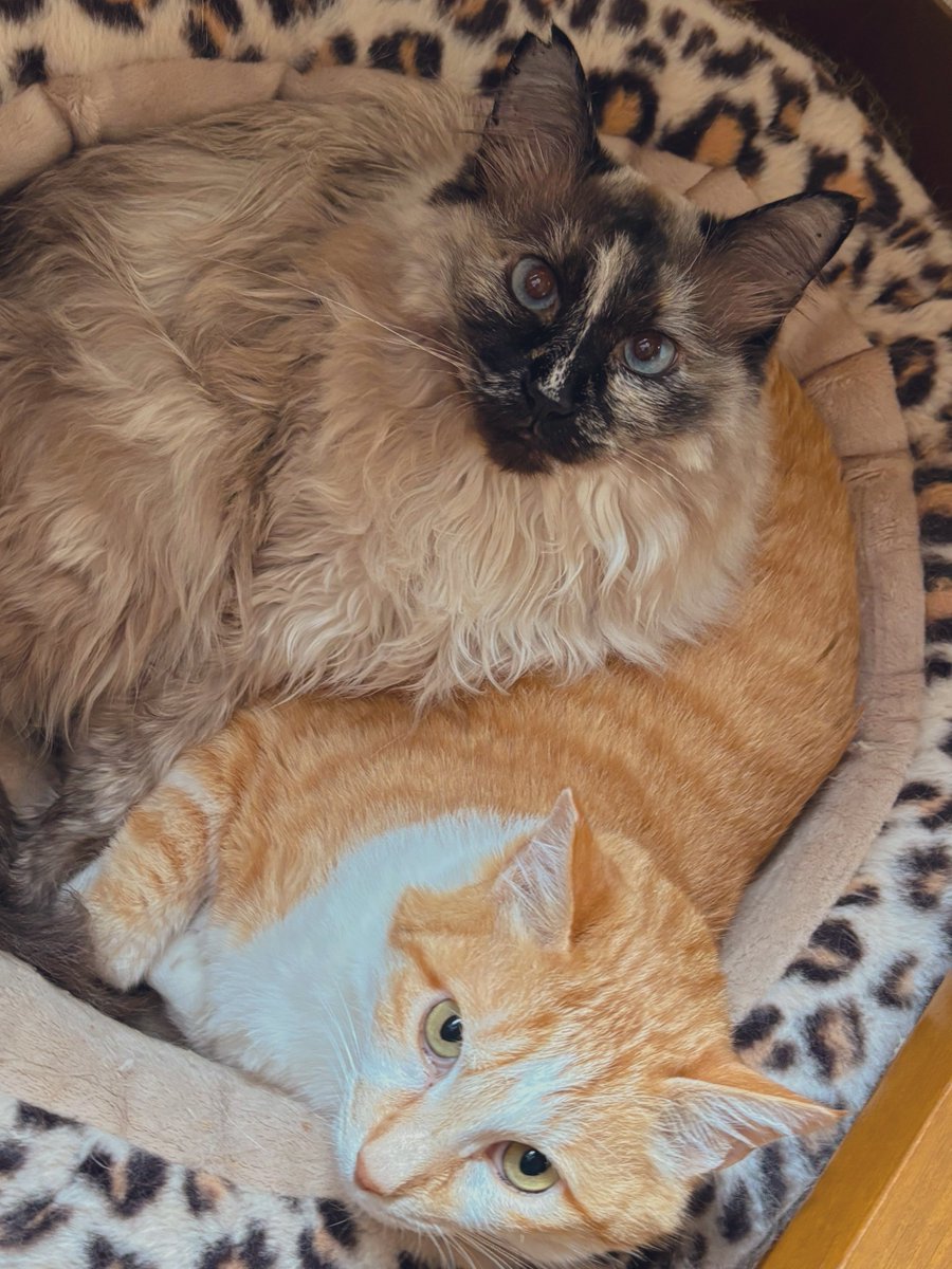 NYASAGI_Donguri's tweet photo. 8.8世界猫の日！！
猫もネコ科も、その他の生き物もみんな幸せであれーッ😸
ねこはチャイ、ポポ、あんみつの暇ちゃんずを幸せにするにゃ！🐱🐱🐱 https://t.co/Jv2bLYplUT