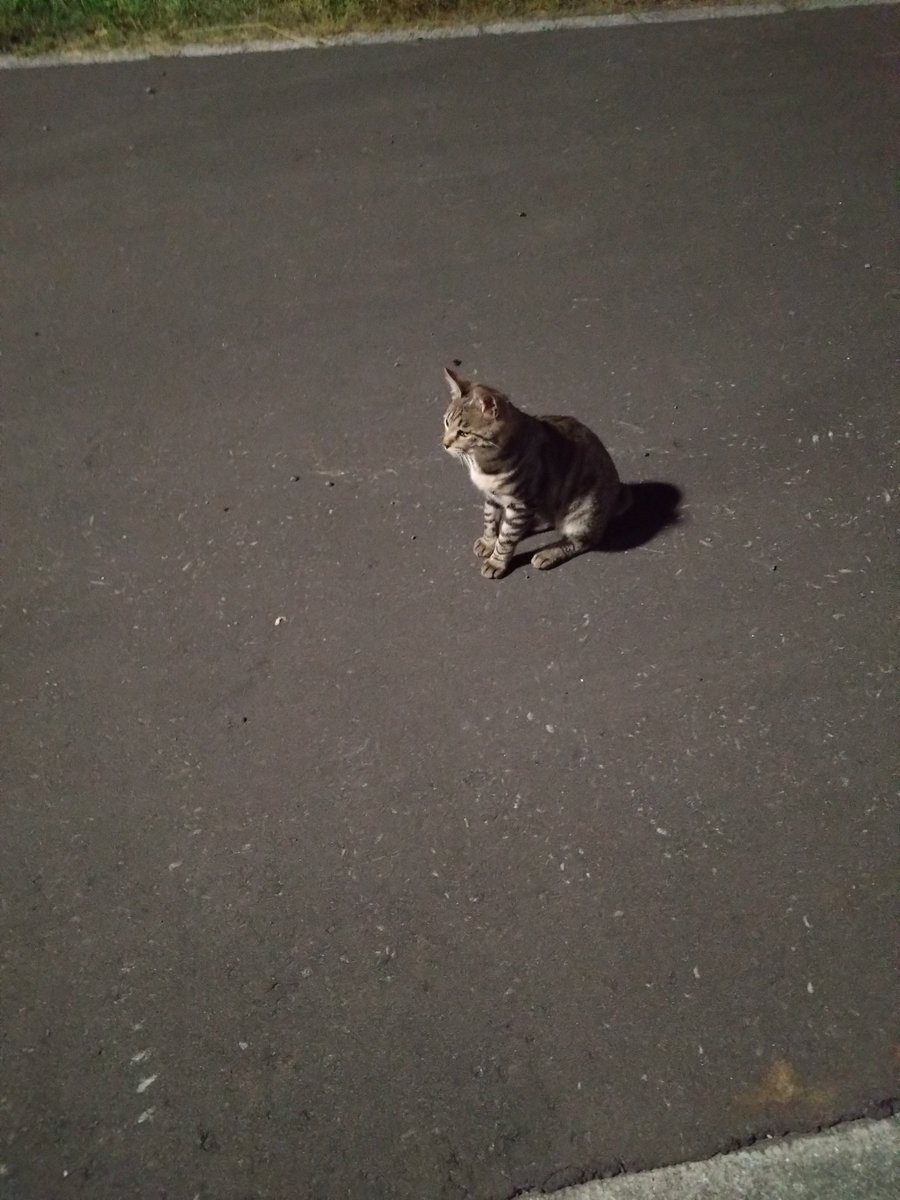 mDdN2TtE7G53542's tweet photo. 🌙

猫ﾁｬﾝの集会かな

月は出てないけど
https://t.co/4YcT4gKuDO
野良猫ﾁｬﾝと
遊んで癒やされました

🌙 https://t.co/5MB1gxPNtZ