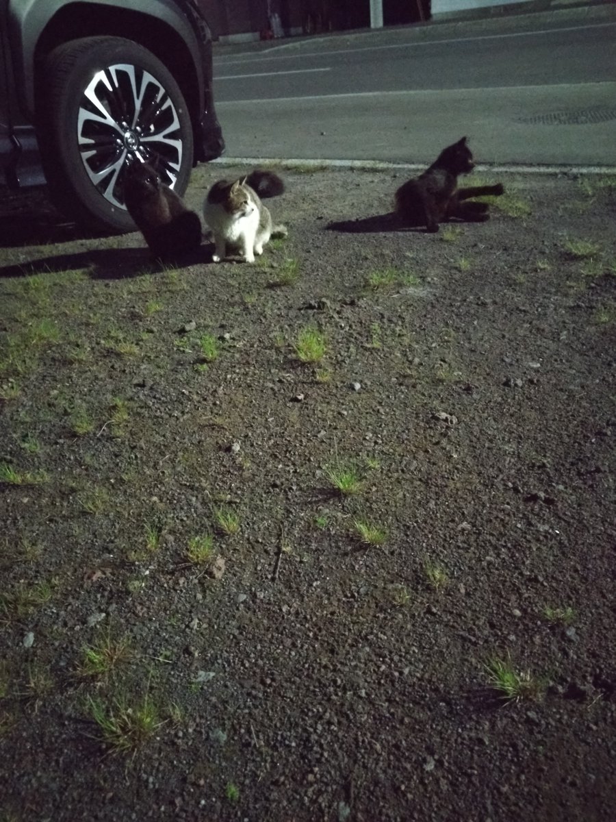 mDdN2TtE7G53542's tweet photo. 🌙

猫ﾁｬﾝの集会かな

月は出てないけど
https://t.co/4YcT4gKuDO
野良猫ﾁｬﾝと
遊んで癒やされました

🌙 https://t.co/5MB1gxPNtZ
