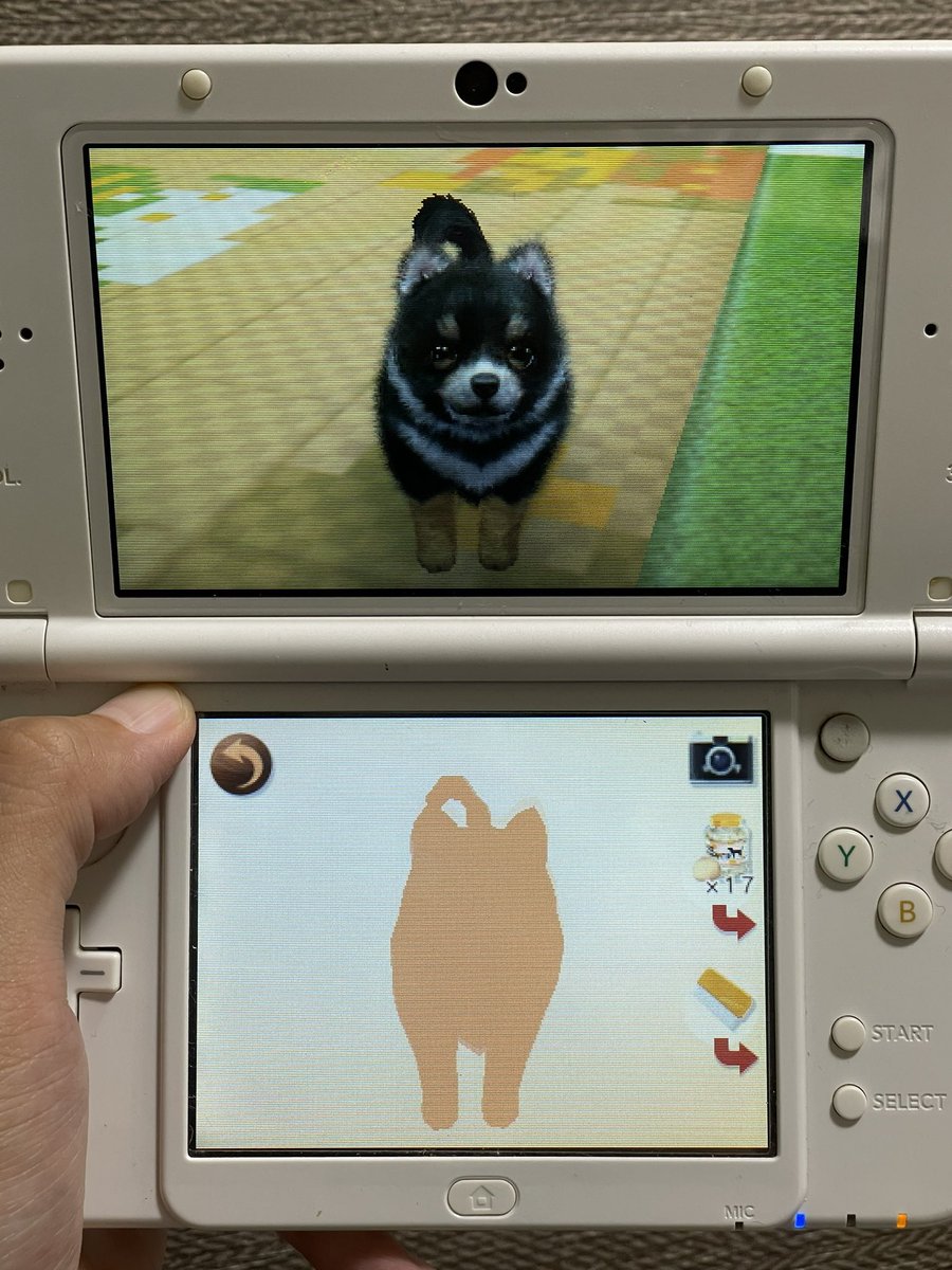 morisugi_warota's tweet photo. ガッキの頃のワイ、現実でも犬飼ってるのにニンテンドッグスでも同じような犬飼っててめちゃくちゃ良い https://t.co/8SsvrTbVZI