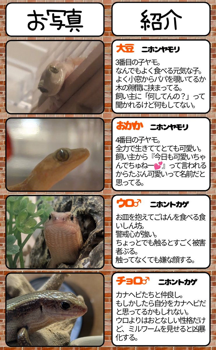 myschannel's tweet photo. ✨️🦎うちの子紹介リニューアル🐸✨️
#爬虫類 #両生類
#ニホンヤモリ #カナヘビ #カエル
#ニホントカゲ #レオパードゲッコー https://t.co/a3BC8cW7zT
