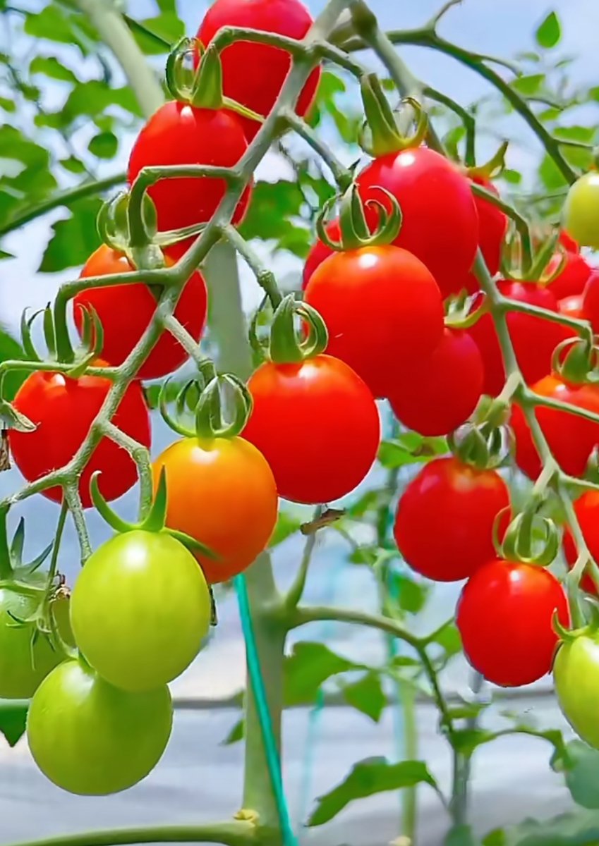 Mr_Hanks's tweet photo. New find alert! This locally grown cherry tomato is sweet-sour, juicer than store-bought ones, perfect for salads or quick snacks—worth grabbing next time you hit the market! https://t.co/84FxsW6ihF
