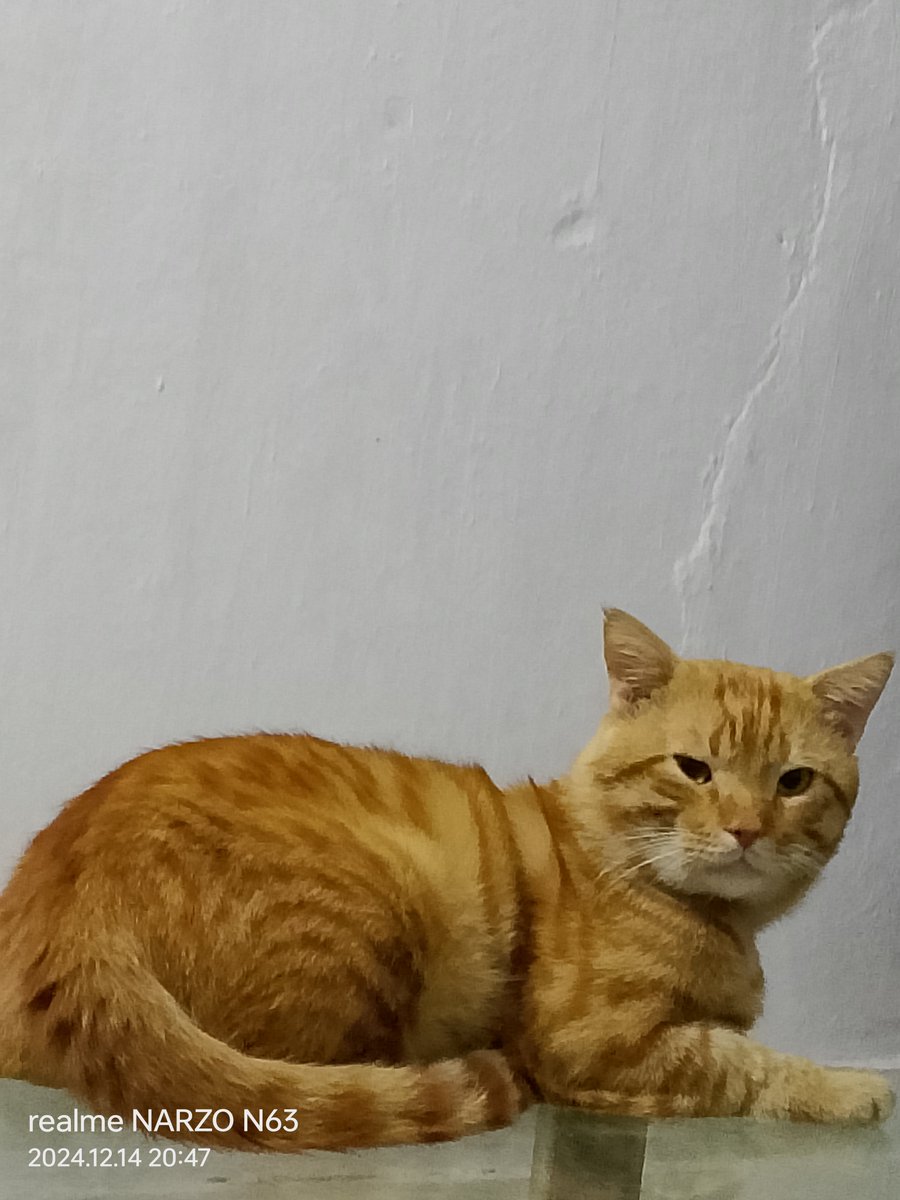 NDeshbhrtar's tweet photo. 🌍🐱 Happy International Cat Day!

To all my cats —
who taught me not just how to survive,
but what it means to truly live.

Even silent company speaks volumes 😺❤️

#InternationalCatDay🐱 #CatLove #catlover #मांजरप्रेमी https://t.co/b8GubyYaqR