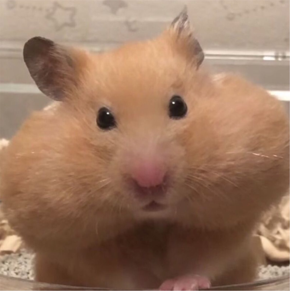 bibbodi's tweet photo. นุเป้อกินแย้วแก้มตุ่ยเหมือนแฮมเต้อเยย🐹🐹🐹 https://t.co/AFTRYJUmSr