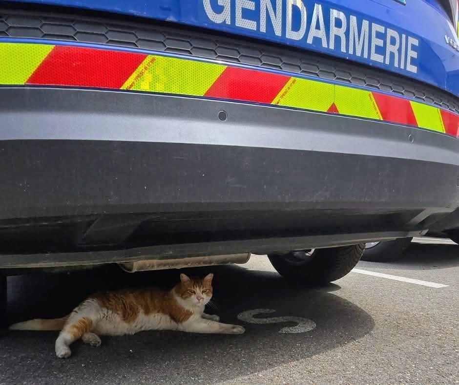 Image de Préfet de la Loire - 🐱 Inspection technique surprise ou simple pause à l'ombre ? 🚔🐾
Aujourd'hui, 8 août, c'est la Jou