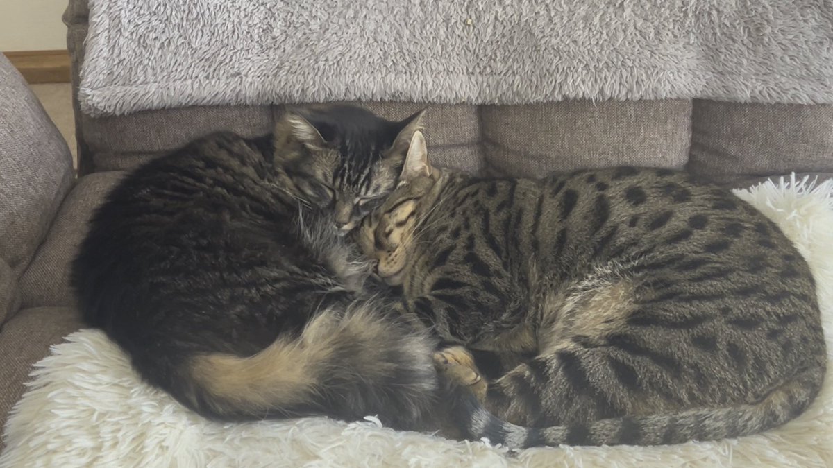 ricopin_5cats's tweet photo. 今日は #ねこの日 なんだって
世界中の猫たちが幸せになれますように https://t.co/1KcpTXbI4e