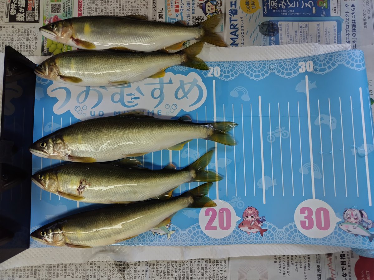 meche_0803's tweet photo. 買ったおとりじゃないよ！ちゃんと釣りました。22.5cm。20cmが2匹スレ掛かりして上がってくるんだからそりゃあ楽しいですわよ、友釣り。いい鮎になってきたなぁ～。雷雨に合わなければ40匹はいけた気がする・・・また次回が楽しみ～！

#桃川ニジマス　#黄金マアジ
#紅波マダイ　#うおリス交流会 https://t.co/QkoC7scwvz