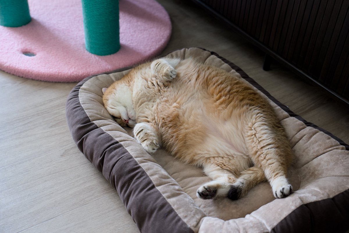 Hosico_cat's tweet photo. Happy International Cat Day! 🐈 https://t.co/aODTCkz5WL