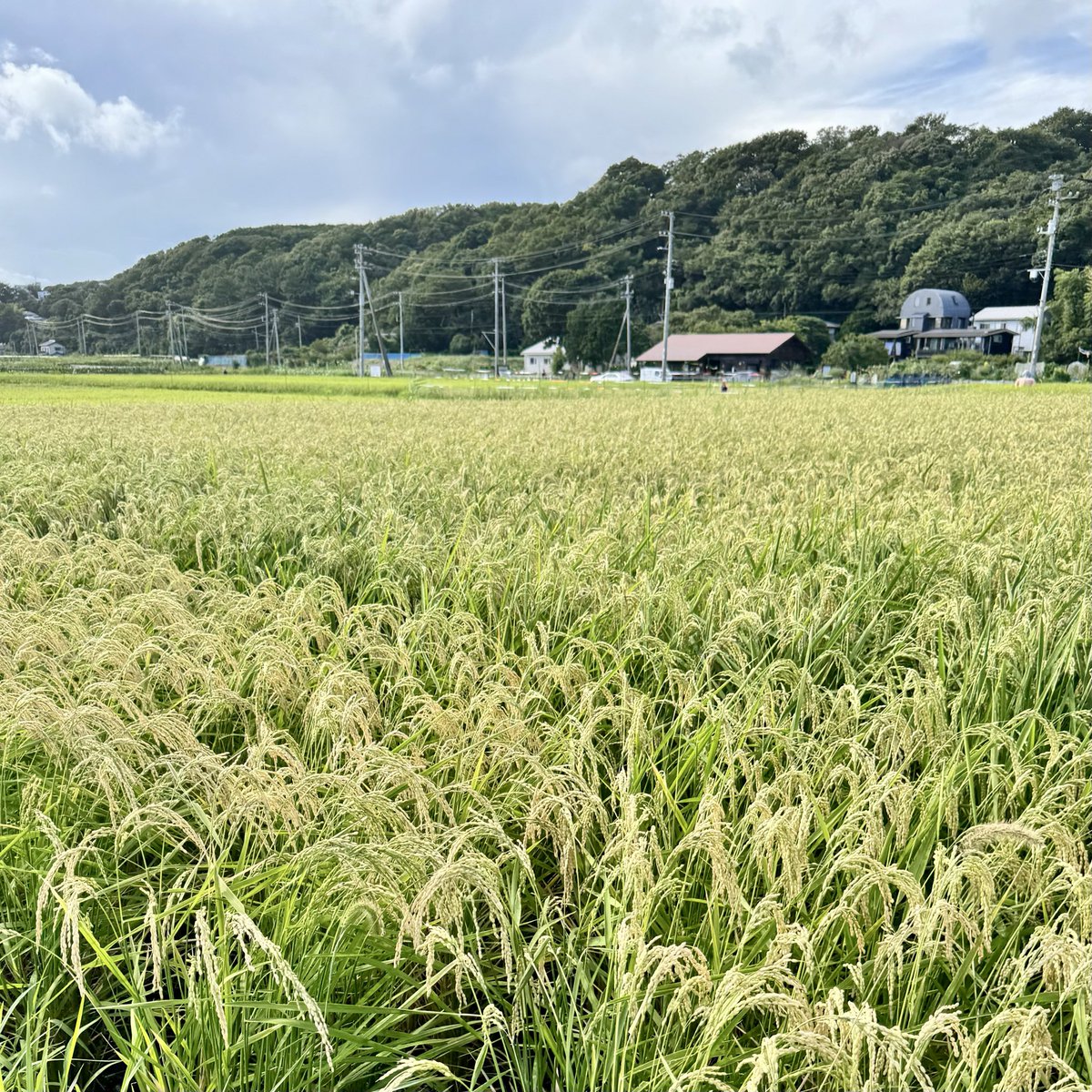 koba226's tweet photo. 他の田んぼよりずいぶん早く育っているのね、と思ったら、なんか特別なお米さんたちでした🌾 https://t.co/hMDHWuSkXI
