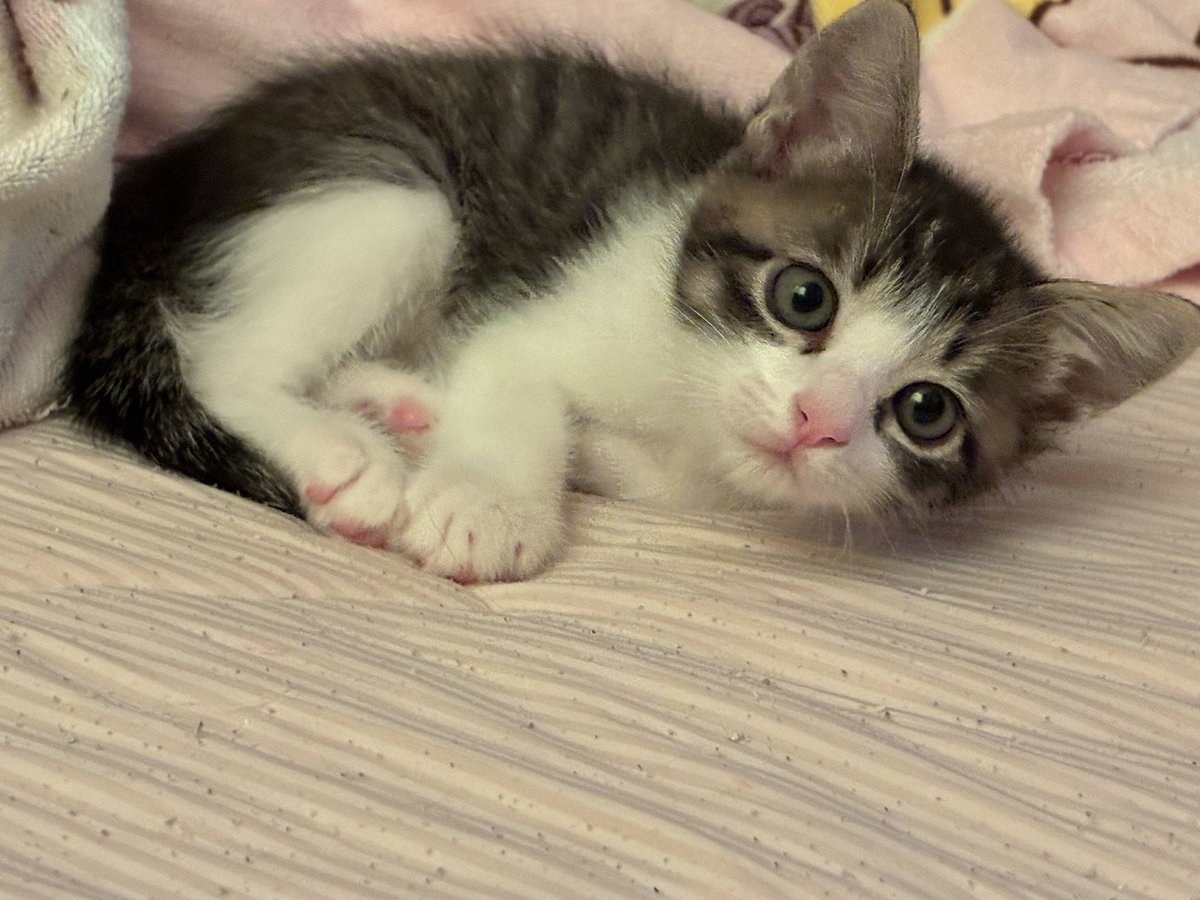 hachiware310's tweet photo. 猫エイズと白血病の検査は陰性でした。
先住猫を追いかけ回しては怒られてます。
可愛い。 https://t.co/gb3bS5BLhL