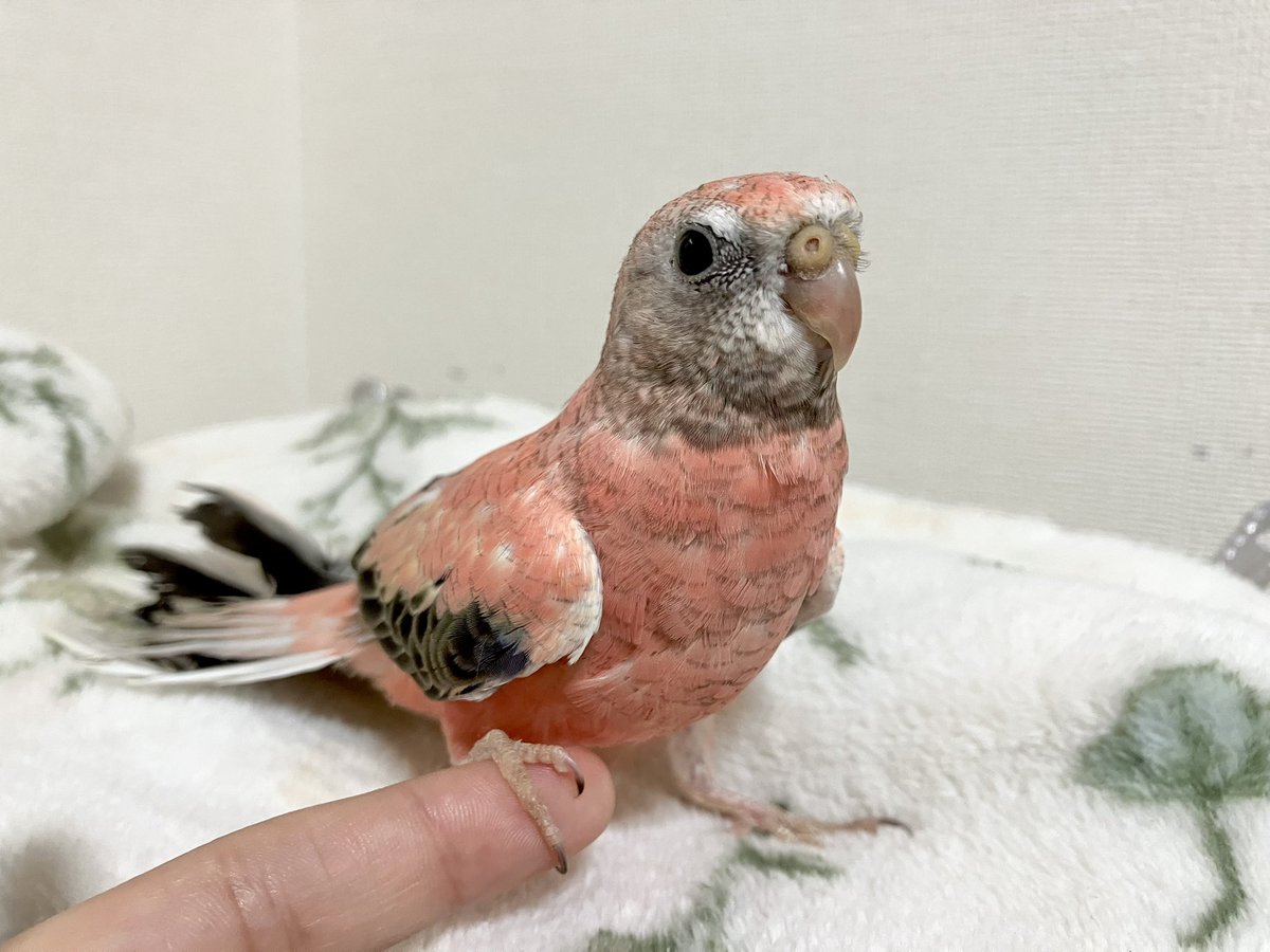 usausa323's tweet photo. 乗るか乗るまいか🤔

 #アキクサインコ https://t.co/DnB4rVlnZj