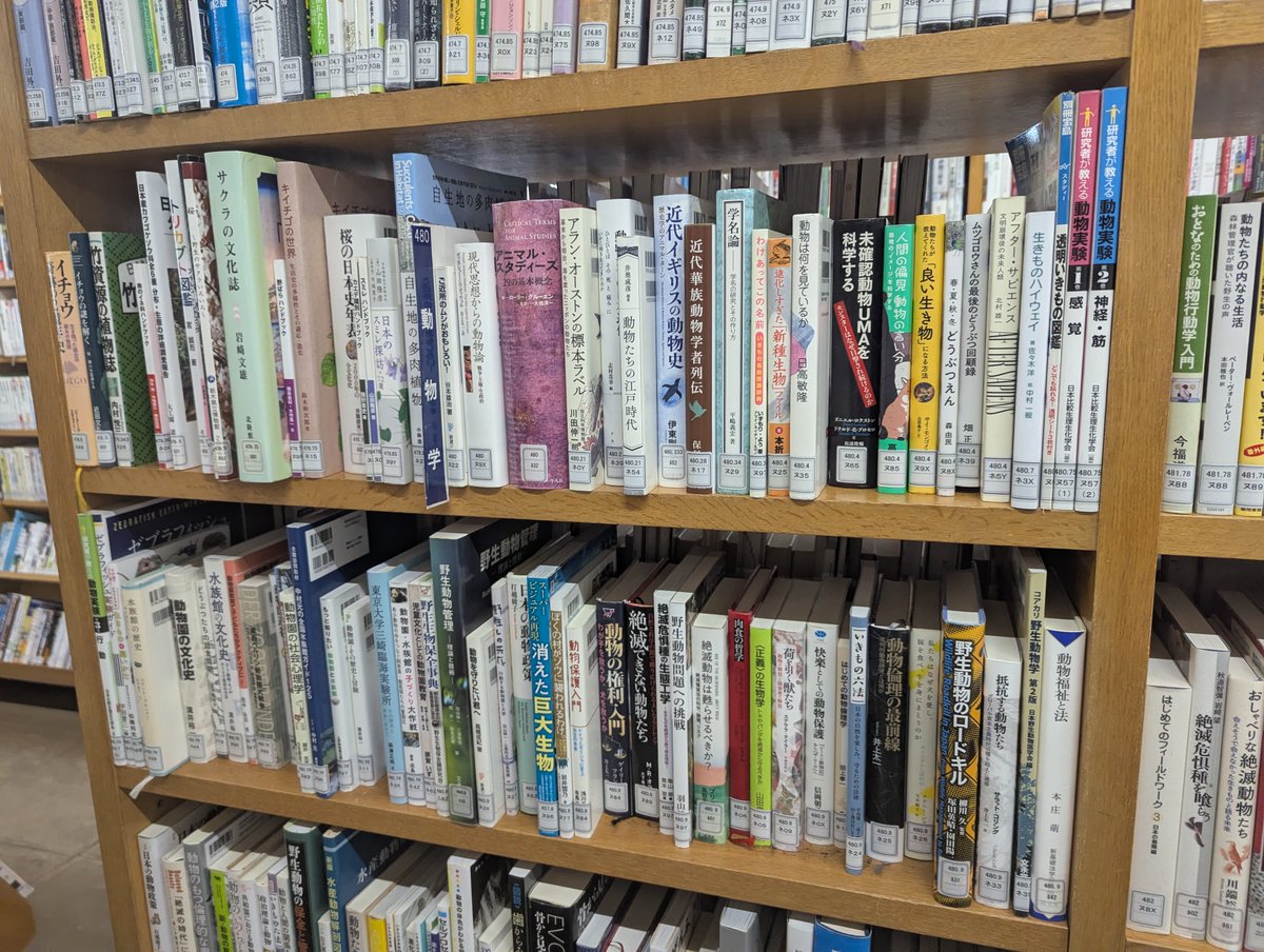 Gunma_Pref_Lib's tweet photo. 朝の県立図書館のひとコマ☀️

「探している本がないな？」と思ったら、実は背表紙が奥に入っているだけのことも📚

開館前に背表紙をそろえて、本を見つけやすくしています。

左がビフォー、右がアフター✨
毎日少しずつ書棚を整えています。

#図書館 #図書館の日常 https://t.co/yoNLyuJHAf