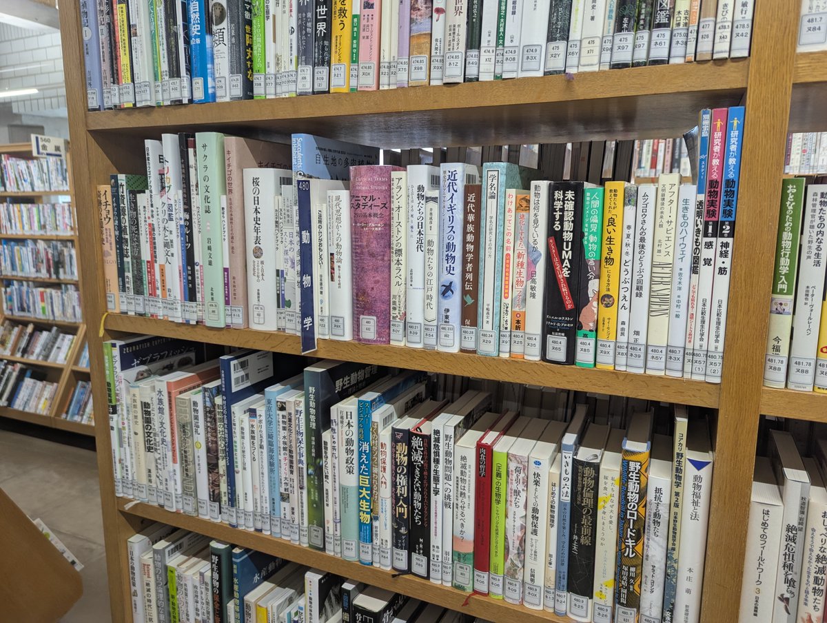 Gunma_Pref_Lib's tweet photo. 朝の県立図書館のひとコマ☀️

「探している本がないな？」と思ったら、実は背表紙が奥に入っているだけのことも📚

開館前に背表紙をそろえて、本を見つけやすくしています。

左がビフォー、右がアフター✨
毎日少しずつ書棚を整えています。

#図書館 #図書館の日常 https://t.co/yoNLyuJHAf