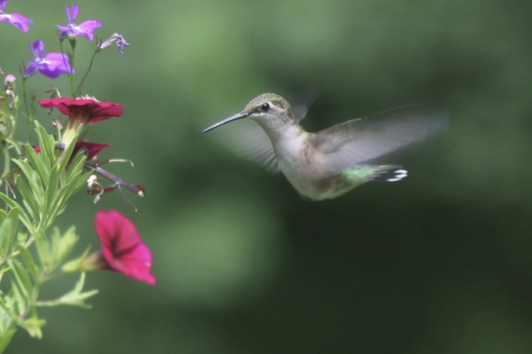 CatharineYogi's tweet photo. The approach is always so beautiful ❤️ #rubythroatedhummingbird #birds #birdphotography #BirdTwitter #TwitterNaturePhotography #TwitterNatureCommunity ❤️ https://t.co/GwGqwxNy99