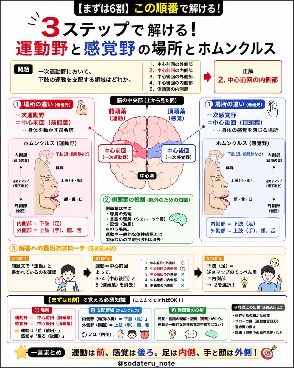 sodateru_note's tweet photo. 【足は内側、手と顔は外側！】

一次運動野において、下肢の運動を支配する領域は？
1中心前回の外側部
2中心前回の内側部
3中心後回の外側部
4中心後回の内側部
5側頭葉の内側部

#理学療法士　#国試対策　#育てるノート

解説は👇 https://t.co/woLLiI6GKN