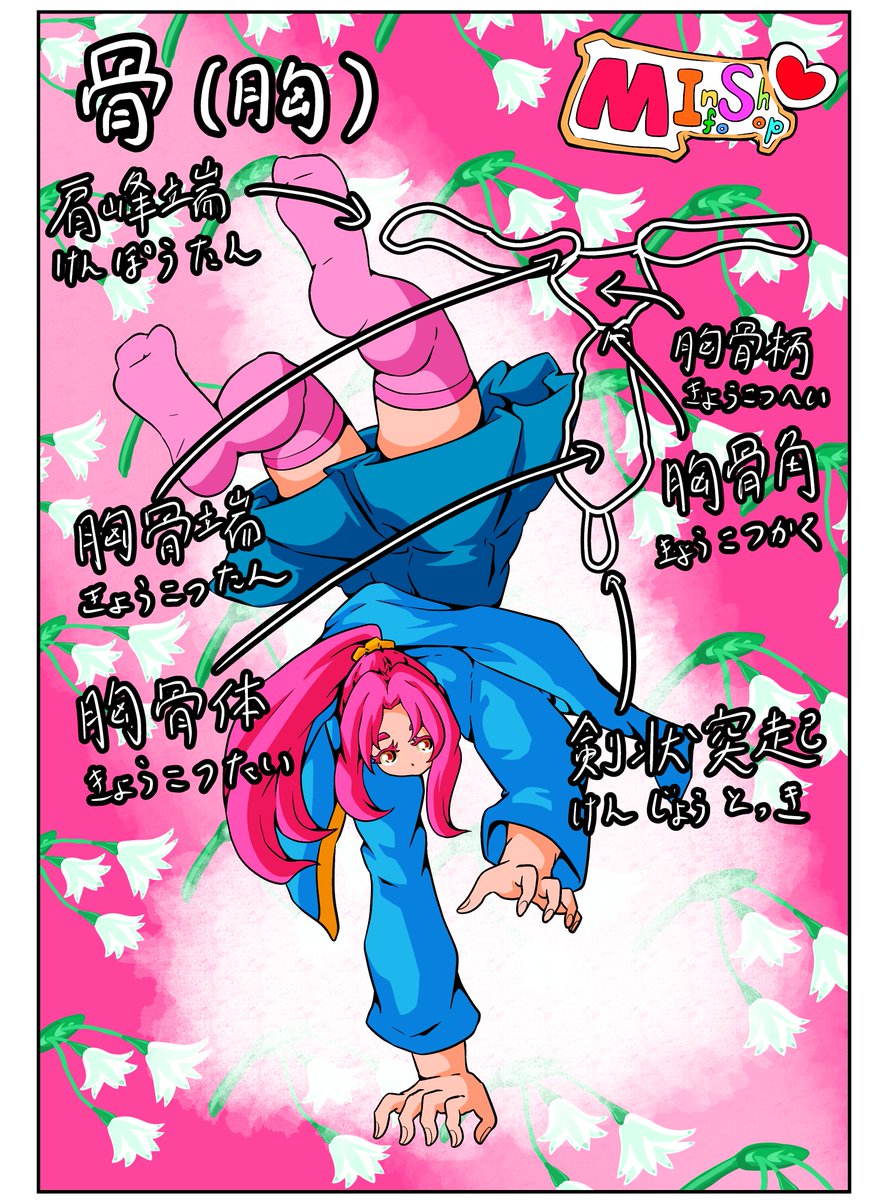 aruto_draw's tweet photo. 改めて見るとどこの骨かわかりずらいですね。一番上に二本横たわっているのが鎖骨です。
#骨 #イラスト #知識 #MInfoShop #毎日更新 https://t.co/FS36w108z9