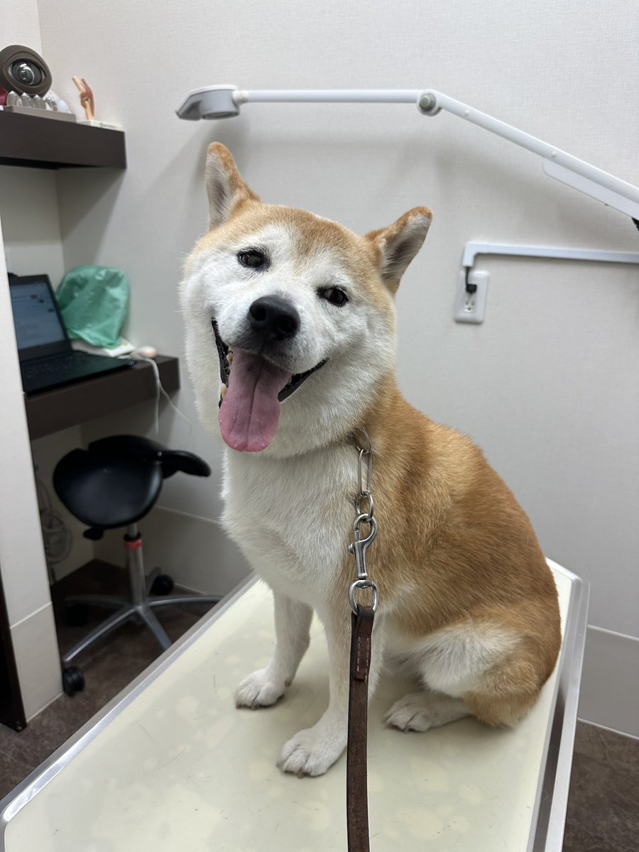 oga163's tweet photo. 飼い主が多忙なのと股関節を痛めてあまり構っていなかったので、いつからか、わからないけどジローの左足の指の間が赤くなっているのを発見。かかりつけの獣医さんに診てもらいました。消毒と塗り薬で経過観察することに。
いつものことだが診察台の上でご機嫌のジロー https://t.co/cV3tTJU3DZ