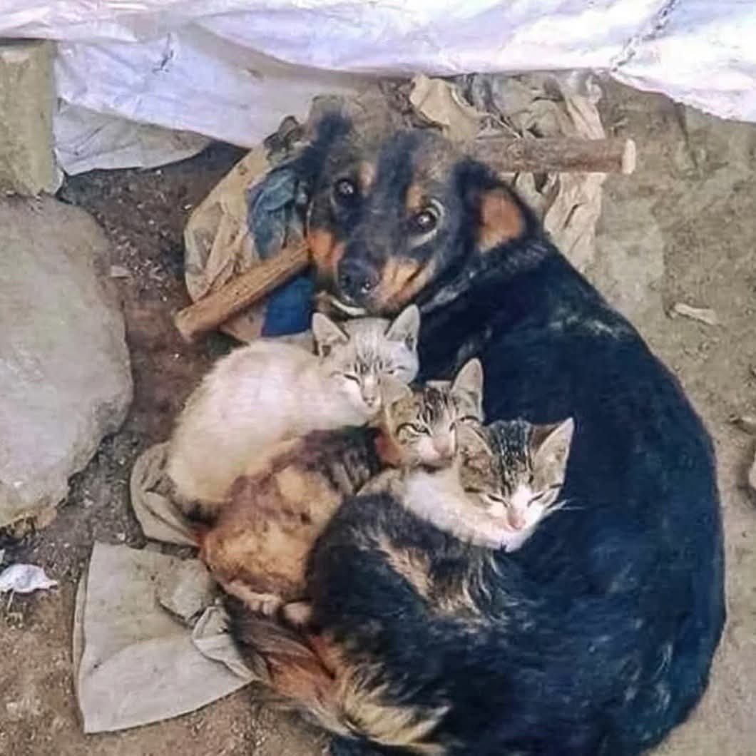 CuoreIschitano's tweet photo. 📍Tra le rovine polverose di un cantiere abbandonato ai margini di una cittadina dimenticata, un cane randagio di nome Rocco aveva trovato casa. Senza collare, senza targhetta, e senza un passato che qualcuno conoscesse, viveva tra mattoni rotti, teli di plastica strappati e ⬇️ https://t.co/ynKkQiNDw8