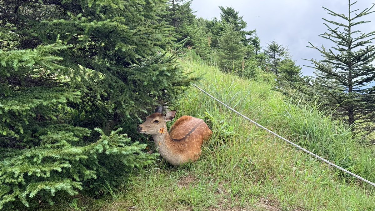 hiro_fd's tweet photo. 嫁と4回目くらいの登山。

前回の鍋割山がキツくて懲りたみたいなので、緩めで今の時期涼しくて百名山ということで大菩薩！

鹿居たり小屋で色々買ったりしてそれなりに楽しめた模様♪ https://t.co/J6Md3llvOn