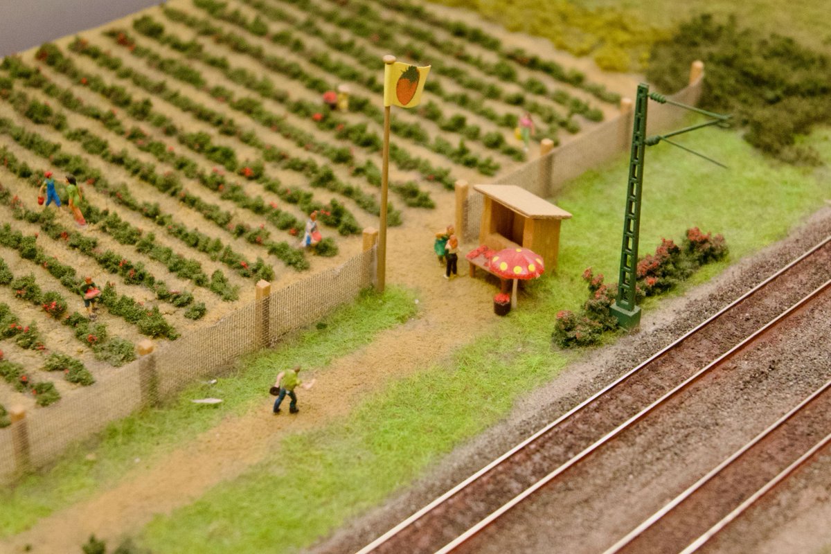 RailModeller's tweet photo. Yummy 1:87 strawberries.. ๐
#Germering #modeltrain #modellbahn #modelleisenbahn #modelleisenbahnausstellung #hoscaletrains #modelrailway #modelrailroad #HOScale https://t.co/wi0k6KH49w