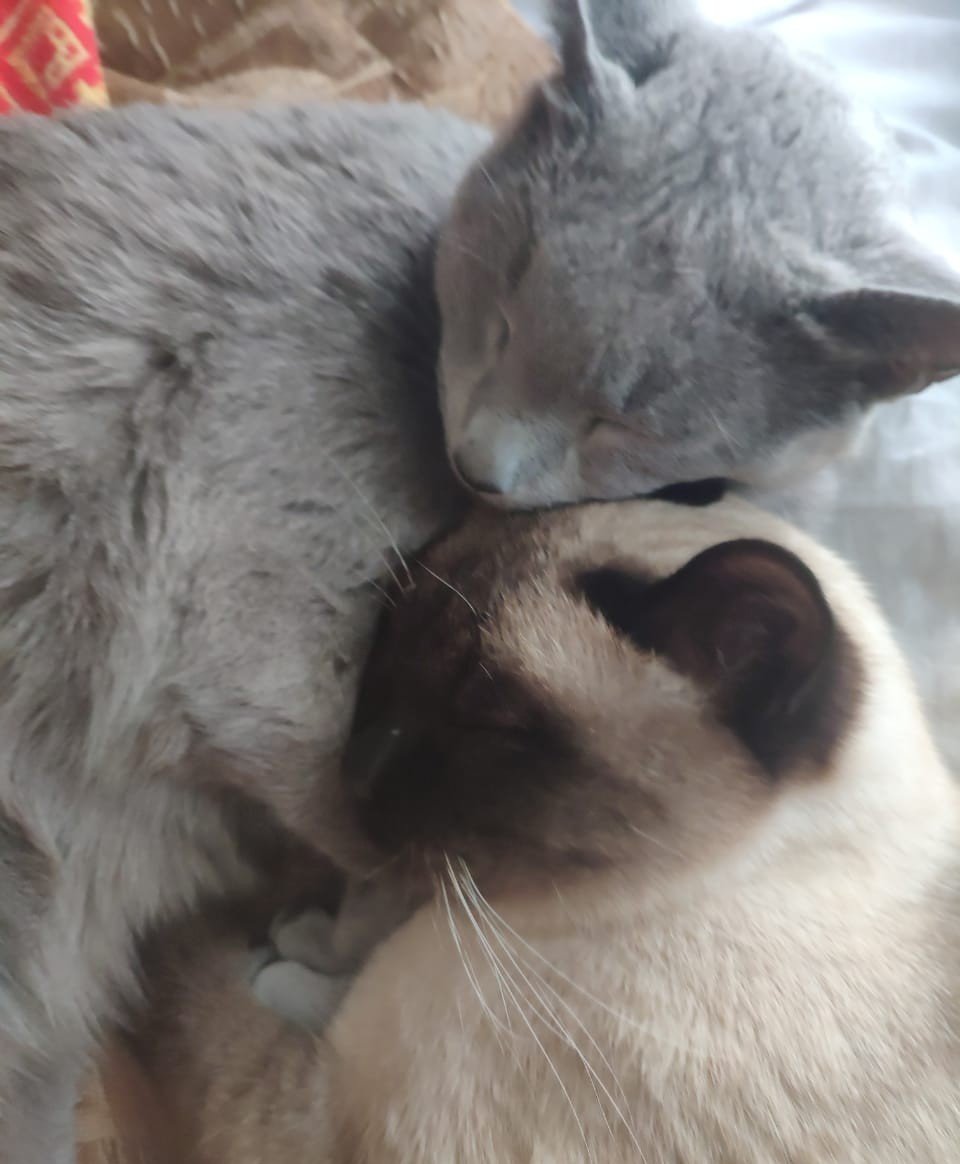 meadowchamomil's tweet photo. Раз меня так долго не было, коротко мой лор:

Мне 24, я из Питера, бросила мед (ещё вернусь туда), учусь на рекламщика (в этом уч. году будет диплом), работаю в озоне. У меня живут два кота, несколько странных растений и теперь ещё триопсы. 
На досуге читаю, смотрю, слушаю всякое https://t.co/vV6RD1GCd3