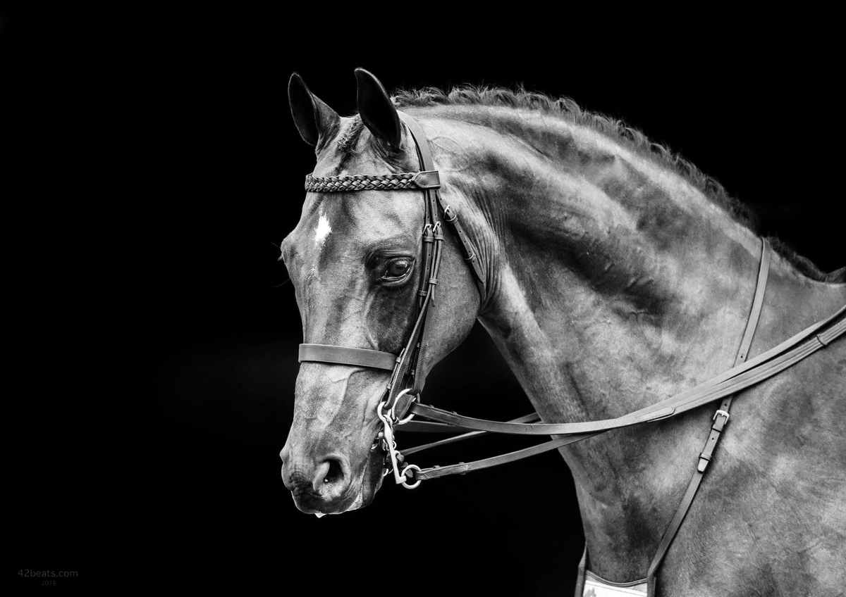 TonyPonyPie's tweet photo. Tony has now passed away, I'm pretty devastated and congratulations to anyone who remembers this twitter account. I'll be keeping it as an archive as there are lots of cute memories and videos in here that I haven't got back up anywhere else. Fly high TP.  -Liv https://t.co/0kIuRfHsAo