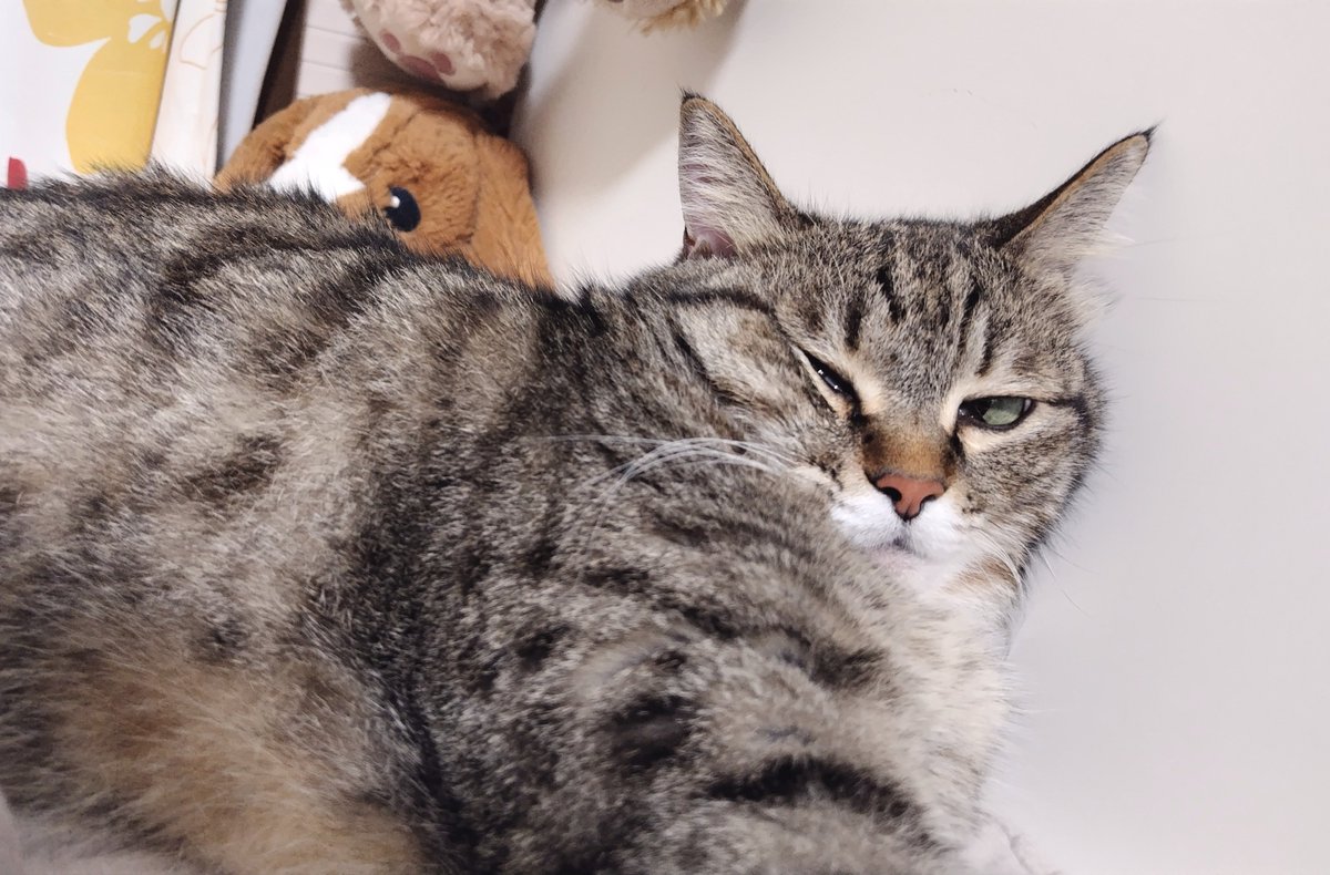 cat_56chan's tweet photo. ぶにゅっとしてる https://t.co/hoOS25G1JA