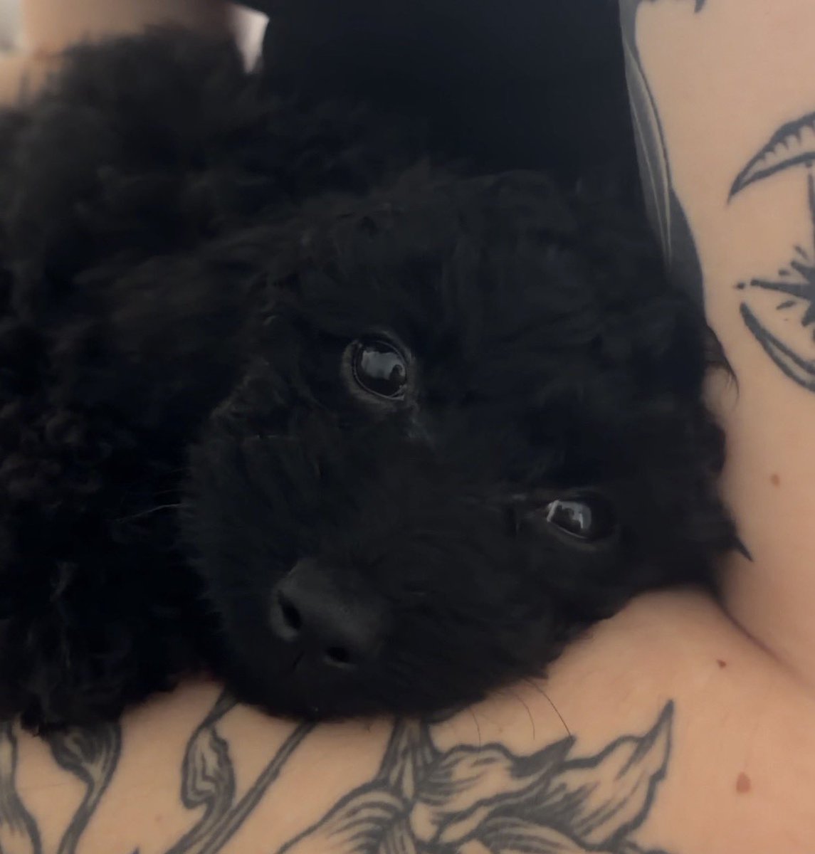 werewolftalis's tweet photo. // everyone, meet Rori!! https://t.co/sws6tPwY8g