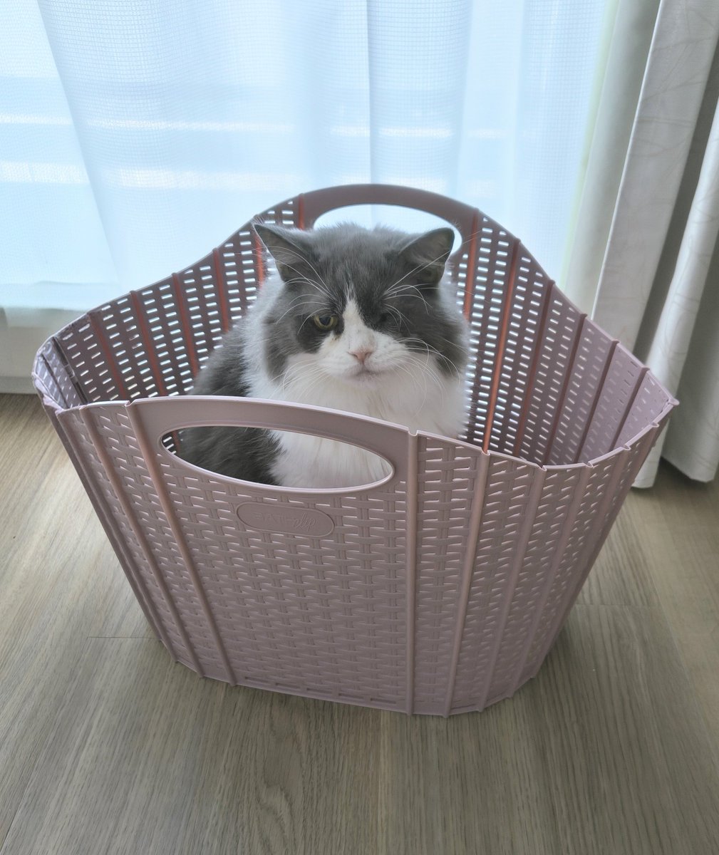 romi2_16's tweet photo. 世界中の猫さんの幸せを願います✨

#世界猫の日 https://t.co/vwpmFoZJsd