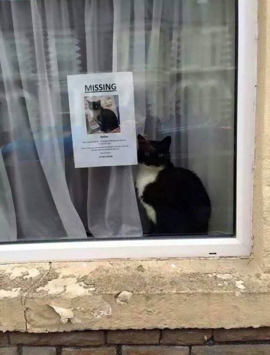 JamesMelville's tweet photo. The least missing cat ever.

#InternationalCatDay https://t.co/YO9aM6j4Vu