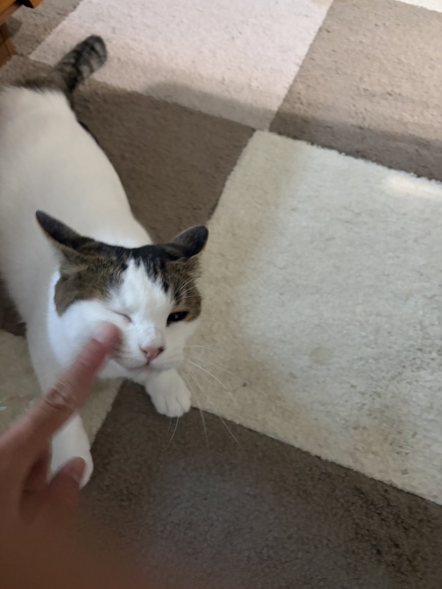 syo0246's tweet photo. 猫！ https://t.co/Mrqp6BDq11