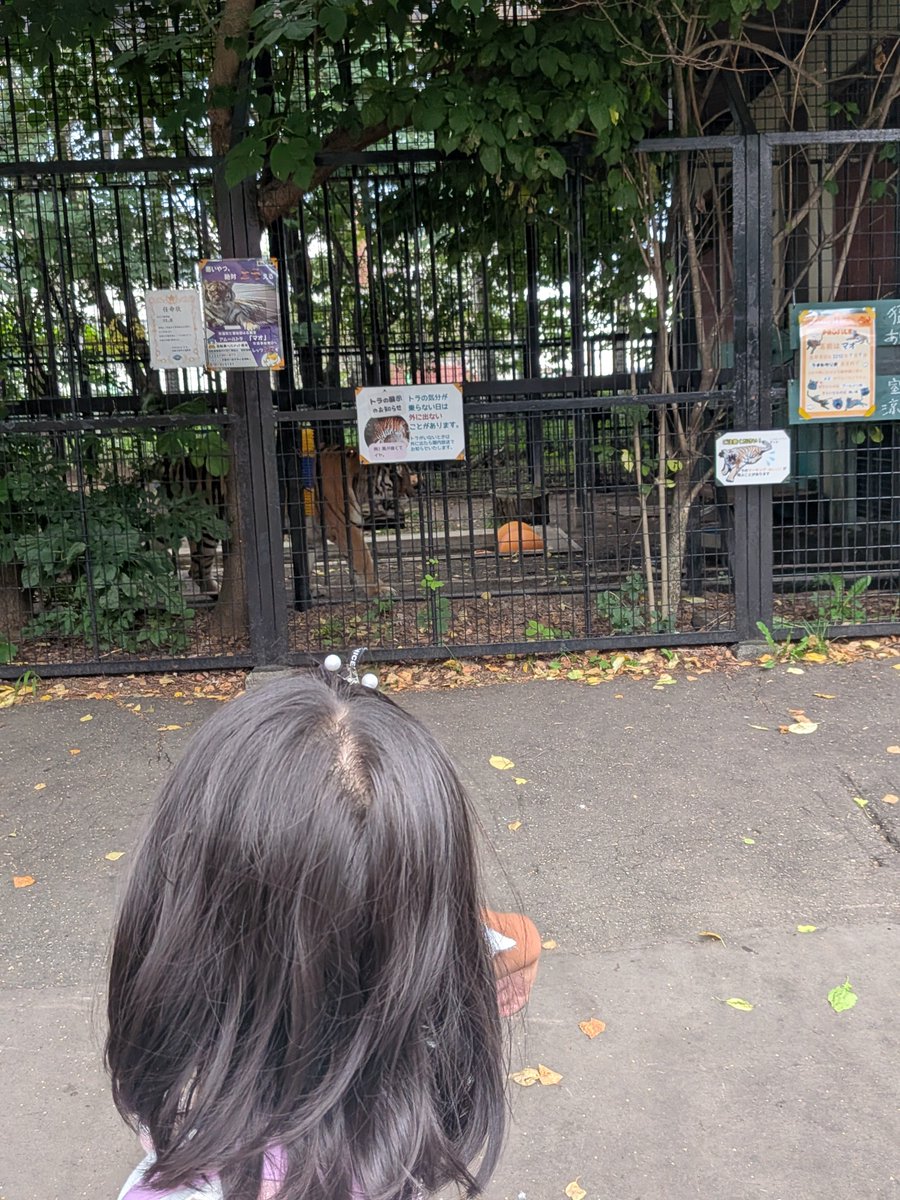 TERU11132's tweet photo. 今日はムッスメたちと美術館デートしてきたᕕ( ᐛ )ᕗｳﾋｯ

チームラボ、みんなでクラゲやらししゃもねこやら泳がせて、光の演出も可愛かったん( っ˘ω˘ )

その後は動物園も寄って沢山歩いたﾇﾝᕕ( ᐛ )ᕗ

末ムッスメは秋の動物園遠足大丈夫そうかな？？（←動物怖がるから下見した） https://t.co/6tOOc3jpTp