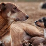 Photo by Compassion 4 Animals (@AmyRoseKathryn)