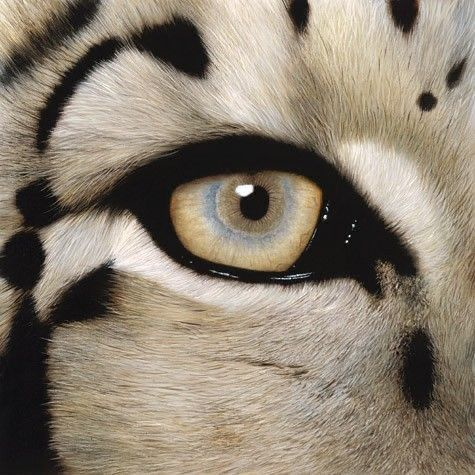 reminiscinbby's tweet photo. the eyes of the wild https://t.co/vxeyc3Ba7s
