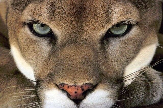 reminiscinbby's tweet photo. the eyes of the wild https://t.co/vxeyc3Ba7s
