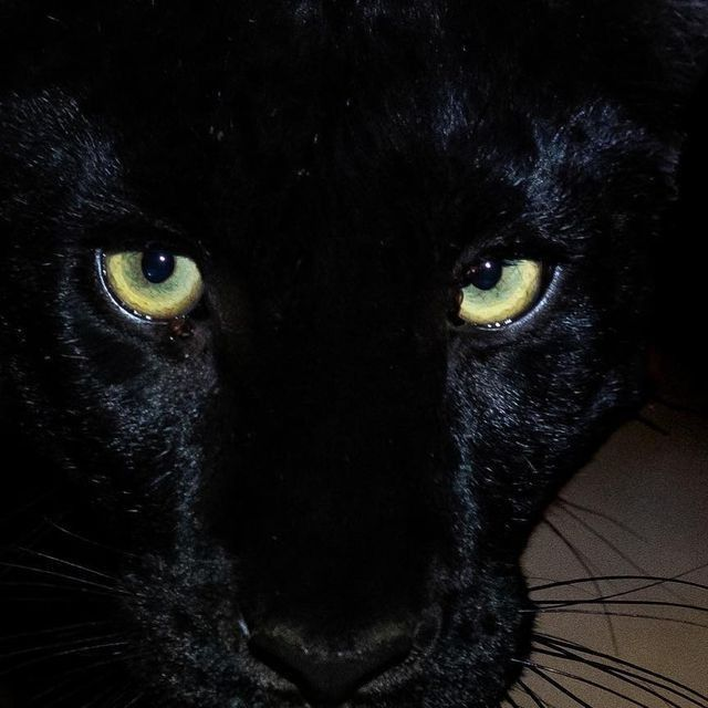 reminiscinbby's tweet photo. the eyes of the wild https://t.co/vxeyc3Ba7s