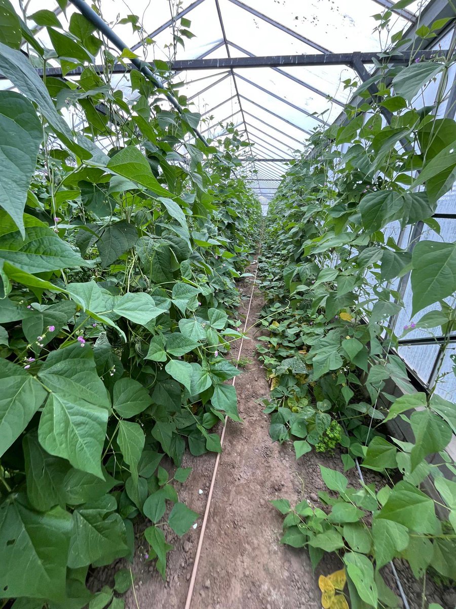 Agronomysilvers's tweet photo. Indoor beans π« and fresh produce from my epic growers πππ@AgriiUK #protectedcrops #freshproduce https://t.co/M8PzTwyHeA