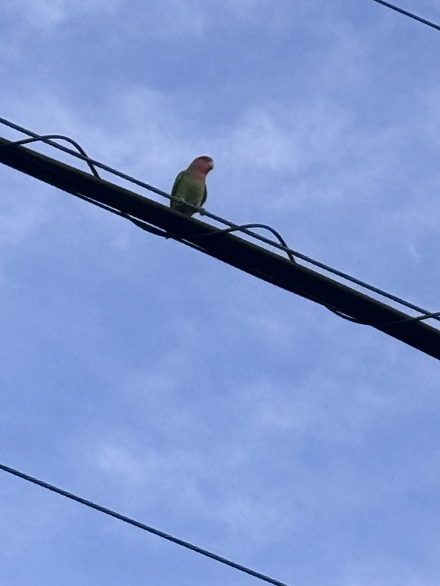 momonga93's tweet photo. このコは野生にいる子なのかな？
近所にいたのだが、、、
インコ？

in世田谷区

#迷子インコ https://t.co/M0u02sf06I